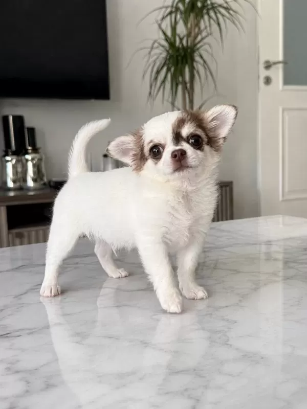 Özel Renkli Minik Ve Çok Sevimli Chihuahua Yavrusu