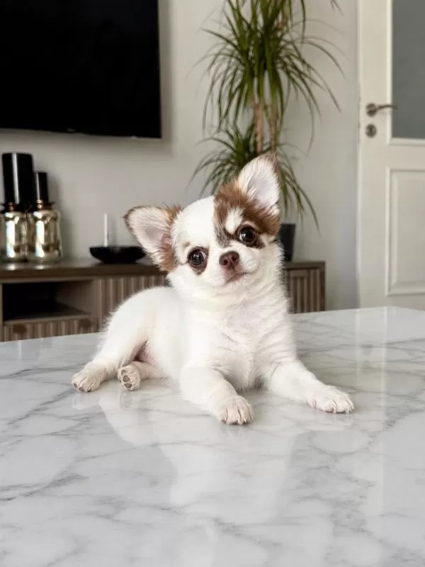 Özel Renkli Minik Ve Çok Sevimli Chihuahua Yavrusu