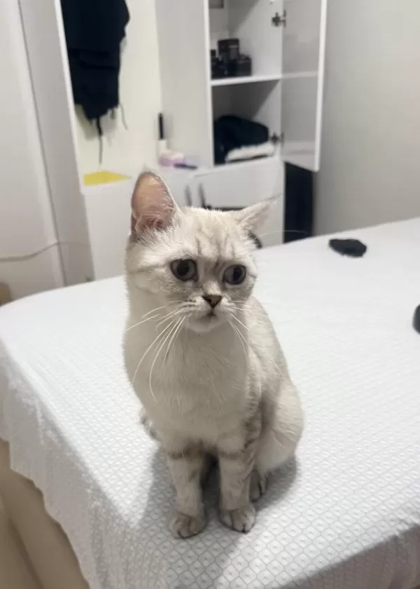 British Shorthair Anne Ve Yavrusu