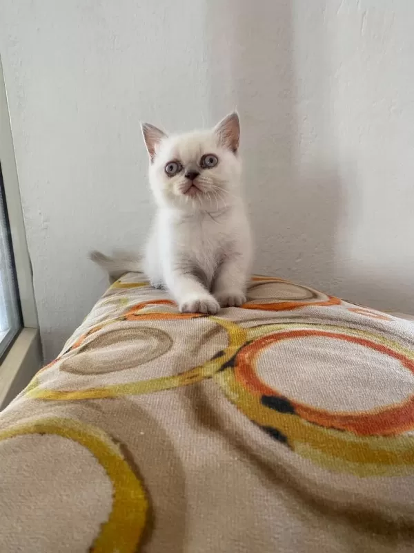 Bakmadan Geçmeyin Yavru Kedilere