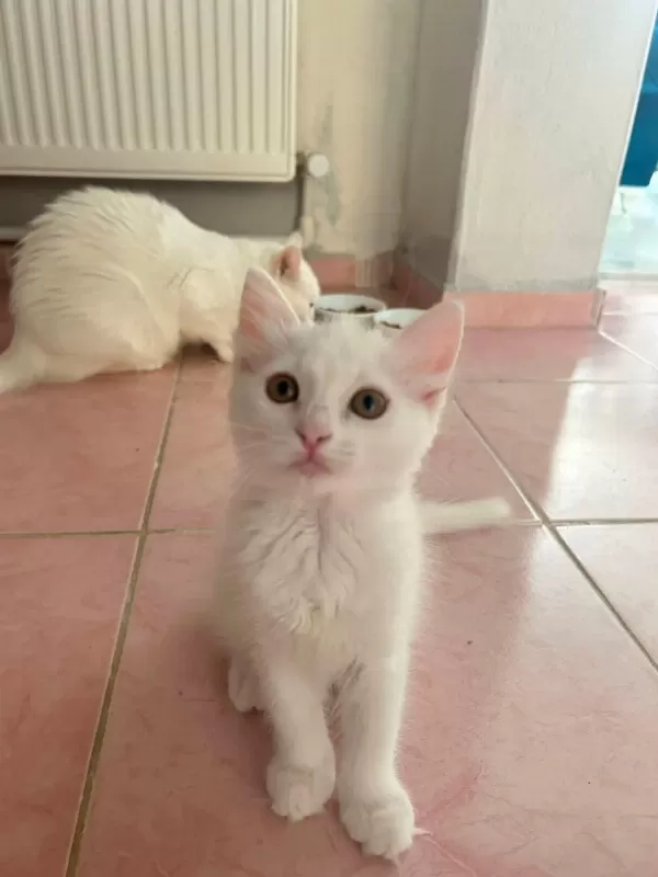 Bakmadan Geçmeyin Yavru Kedilere