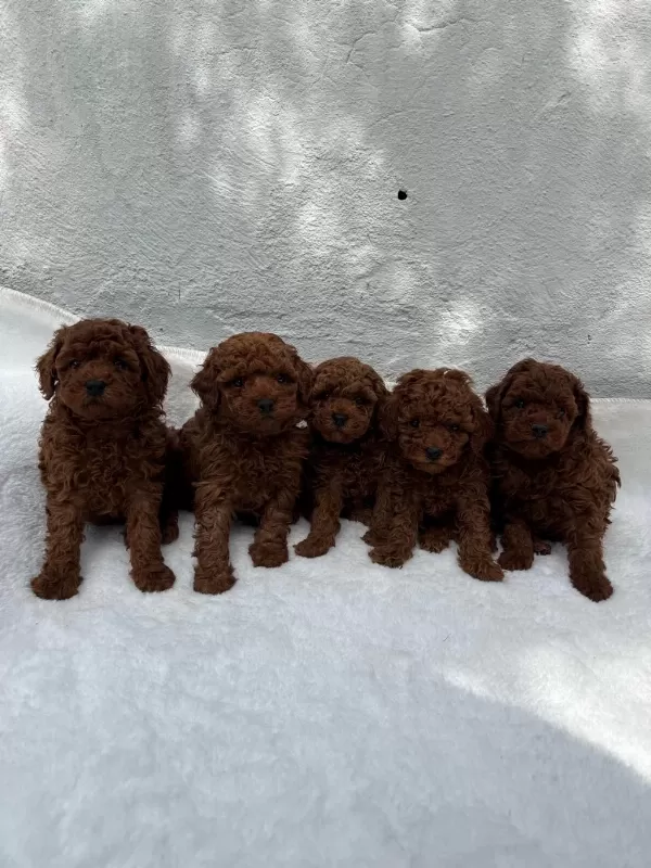 Safkan Poodle Yavrular Türkiye Geneli 81 İle Gönderim