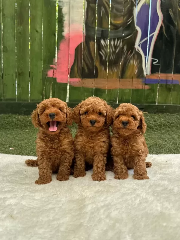 Safkan Poodle Yavrular Türkiye Geneli 81 İle Gönderim