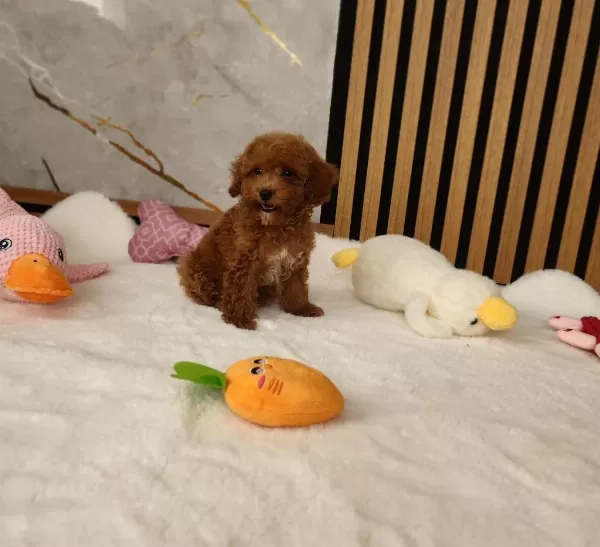 Maltipoo Minik Yavrularimiz