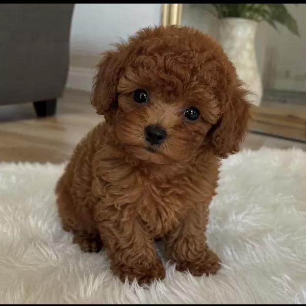 Sağlıklı Toy Poodle