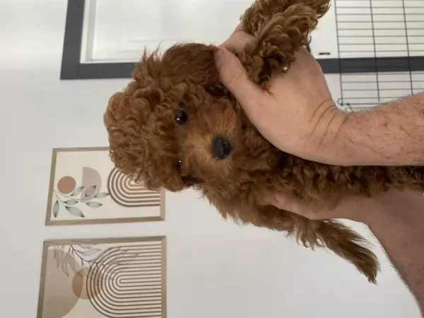 2,5 Aylık Erkek Toy Poodle Yavrumuz