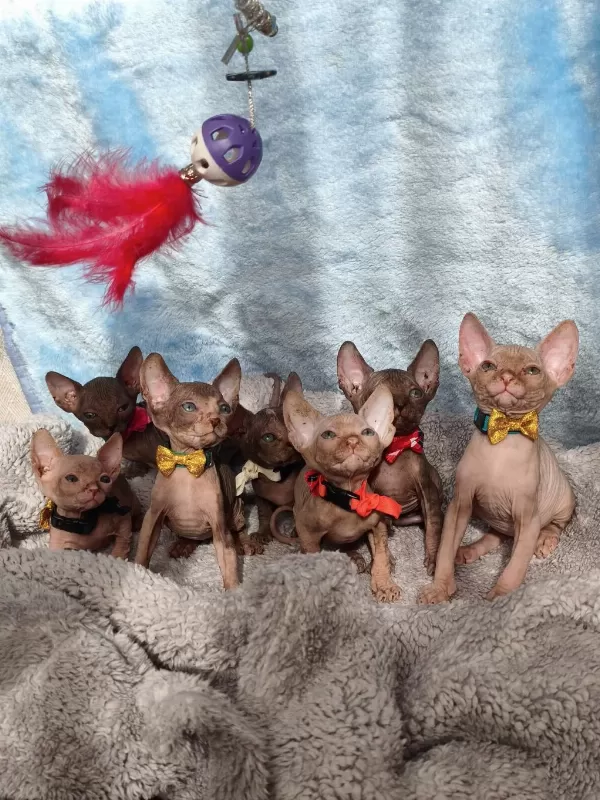 Naked Beauty Sphynx Kedisi