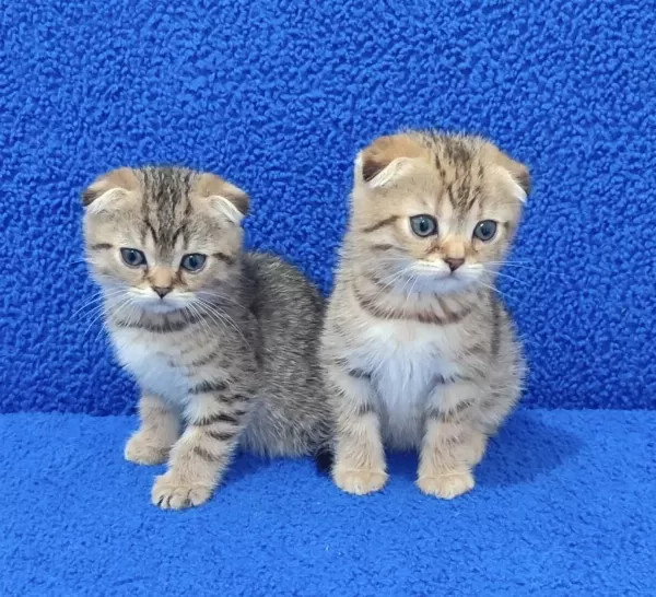 Teslime Hazir Mükemmel Bir Scottish Fold Yavrular