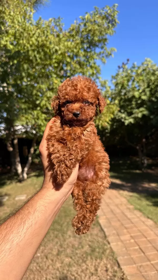 Sağlık Ve İrk Garantili Toy Poodle Yavrularımız