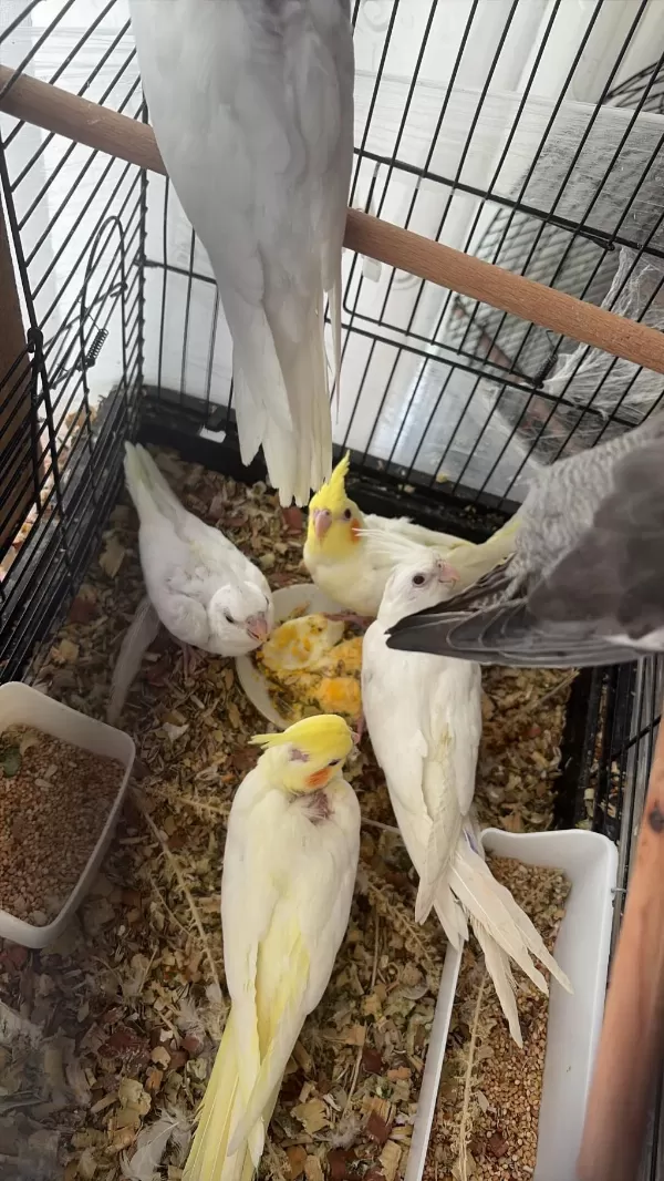 Lutino Albino Yavru Sultan Papağanı