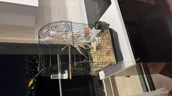 Lutino Albino Yavru Sultan Papağanı