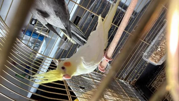 Lutino Albino Yavru Sultan Papağanı