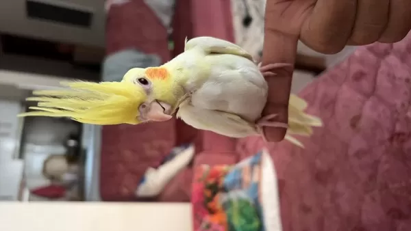 Lutino Albino Yavru Sultan Papağanı