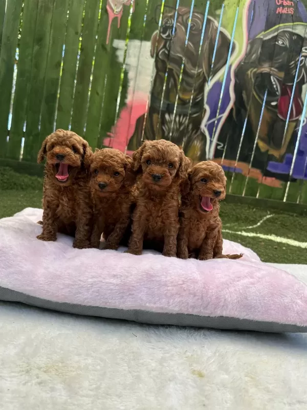 Güzellik Abidesi Poodle Bebekler