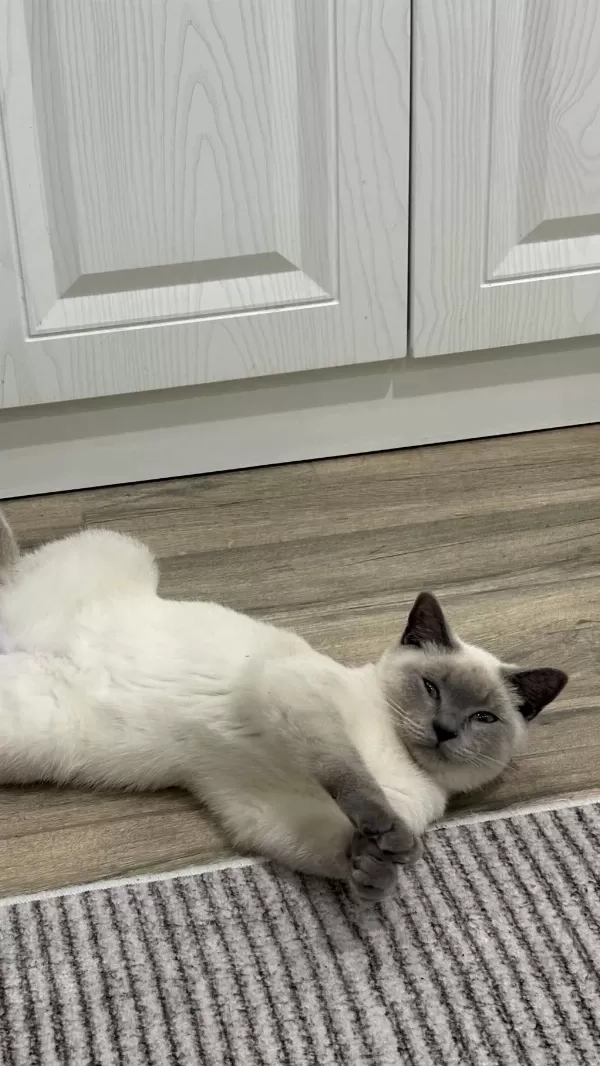 British Shorthair Blue Point