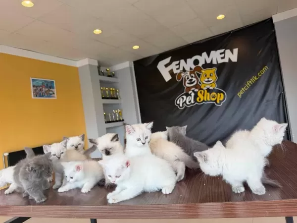 Kediciden En Güzel British Shorthair Yavrular Ankara