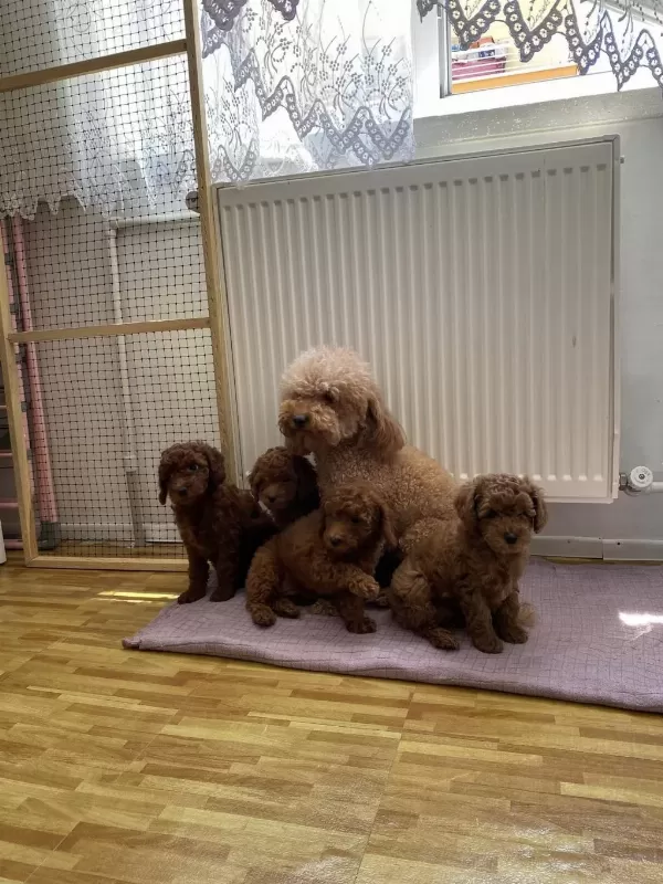 Yilin En Kalite Toy Poodle Yavrular Ret Brown Ank