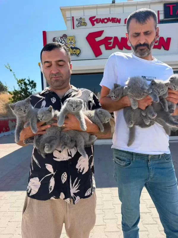 En Güzel Yavru Kediler Wc Eğitimli Arayanlara Ankara
