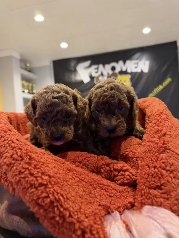 En Özel Toy Poodle Yavrular Wc Eğitimli Arayanlara Ankara
