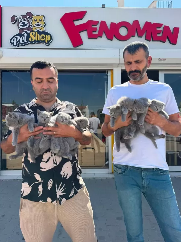 Kar Beyaz Mavi Gözlü British Yavrular Ankara