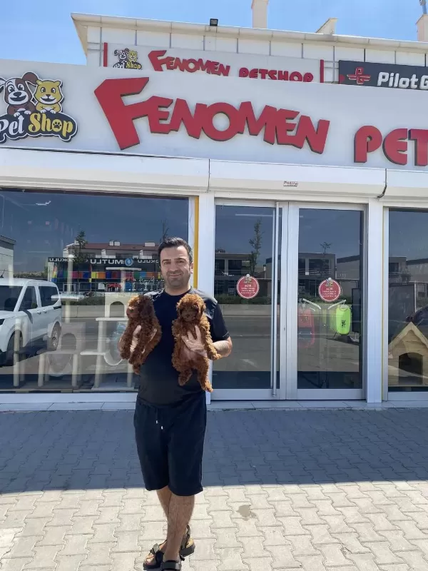 Yılın En Güzel Ret Brown Toy Poodle Yavruları Ankara