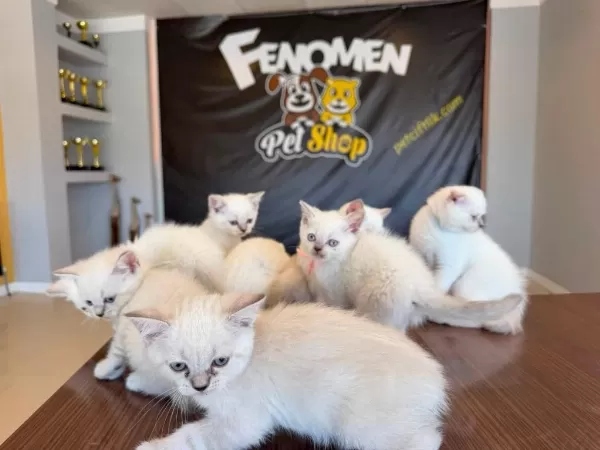 Show Kalite British Shorthair Yavrular Ankara