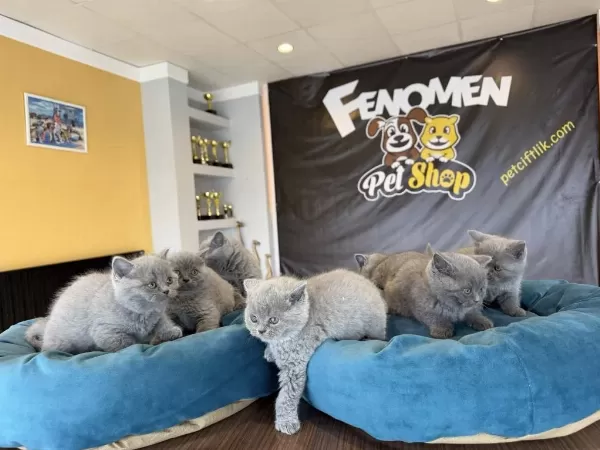 Show Kalite British Shorthair Yavrular Ankara