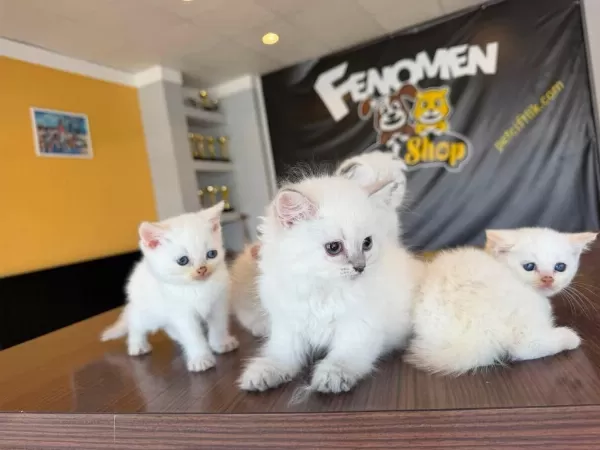 Show Kalite British Shorthair Yavrular Ankara
