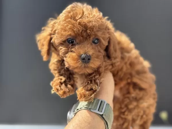 Yasal Ruhsatlı Çiftlikden Toy Poodle Yavrular