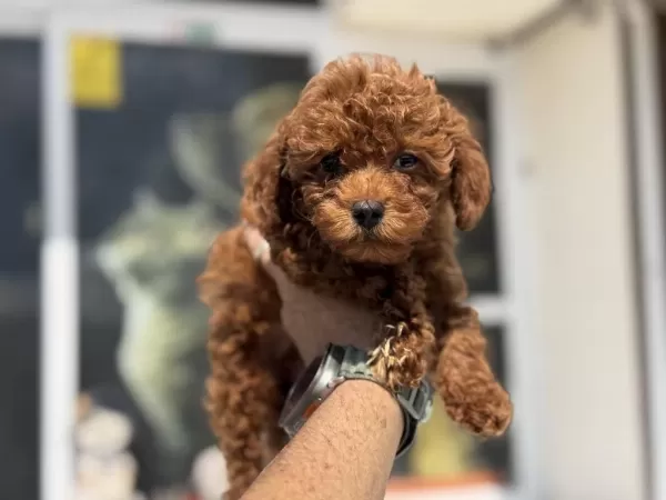 Yasal Ruhsatlı Çiftlikden Toy Poodle Yavrular