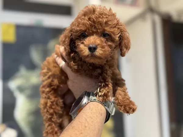 Yasal Ruhsatlı Çiftlikden Toy Poodle Yavrular