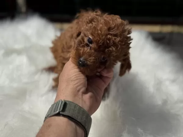 Yasal Ruhsatlı Çiftlikden Toy Poodle Yavrular