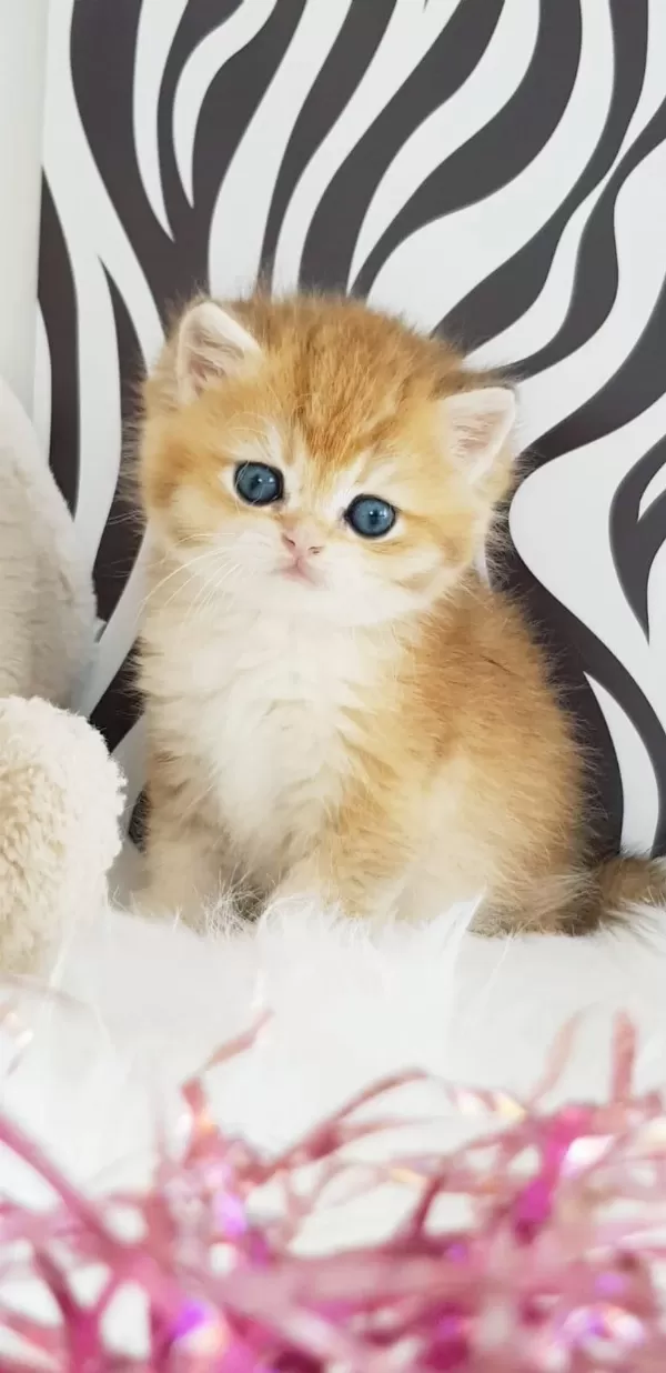 Ankaranın En Kaliteli Golden British Shorthair Yavruları