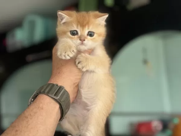 Ankaranın En Kaliteli Golden British Shorthair Yavruları