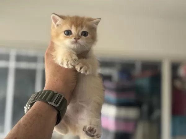Ankaranın En Kaliteli Golden British Shorthair Yavruları