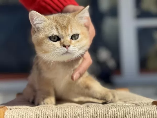 Ankaranın En Kaliteli Golden British Shorthair Yavruları