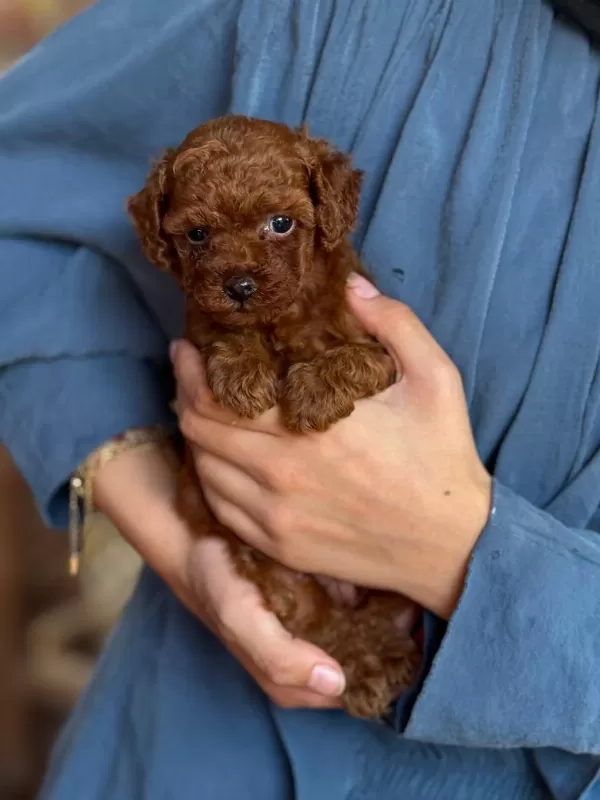 Orjinal Teacup Kore Dark Brown Poodle Yavrular