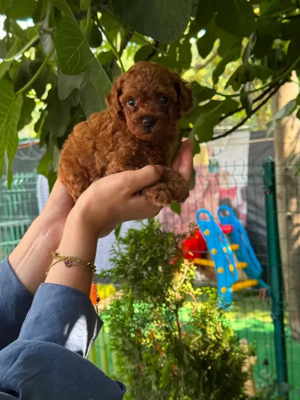 Orjinal Teacup Kore Dark Brown Poodle Yavrular