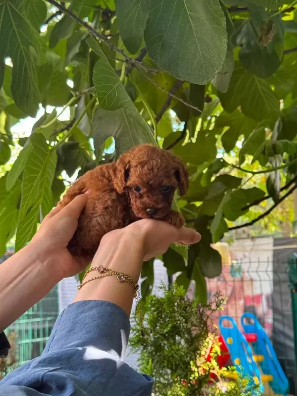Orjinal Teacup Kore Dark Brown Poodle Yavrular