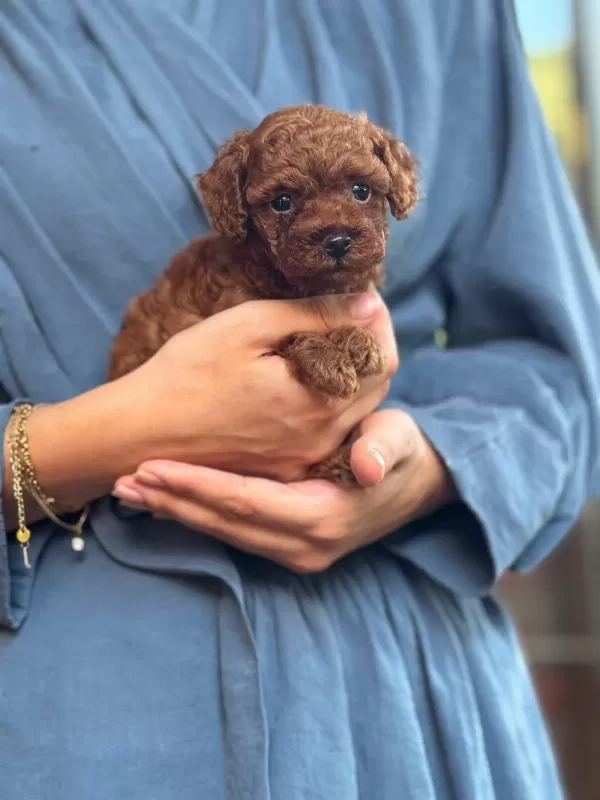 Orjinal Teacup Kore Dark Brown Poodle Yavrular