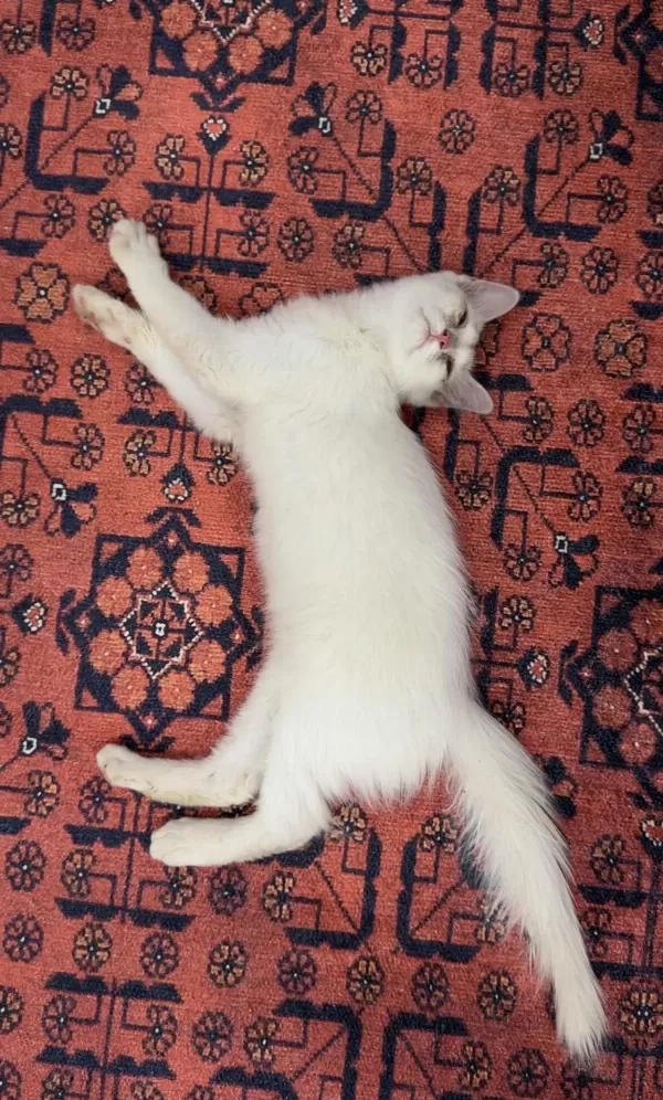 Sağlıklı Yavru Van Kedisi