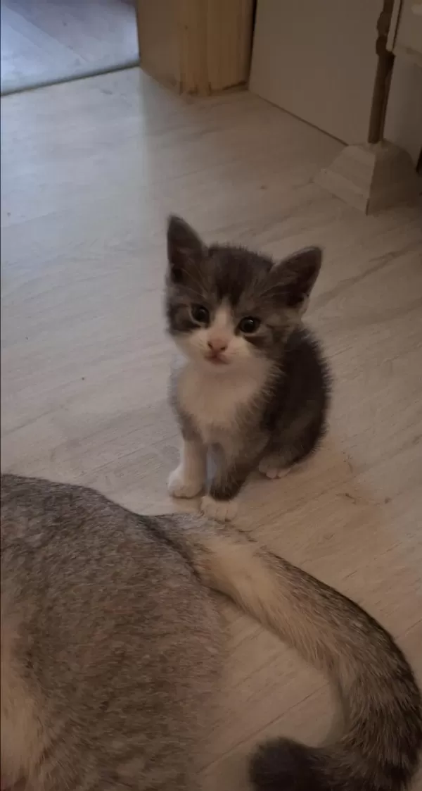 Sevimli Scottish Fold Yavrusu