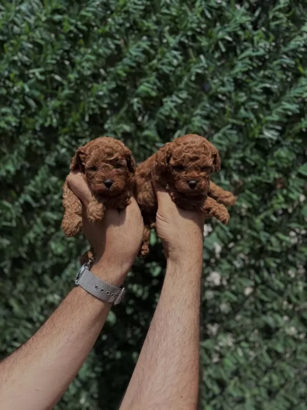 Harika Toy Poodle Puppy