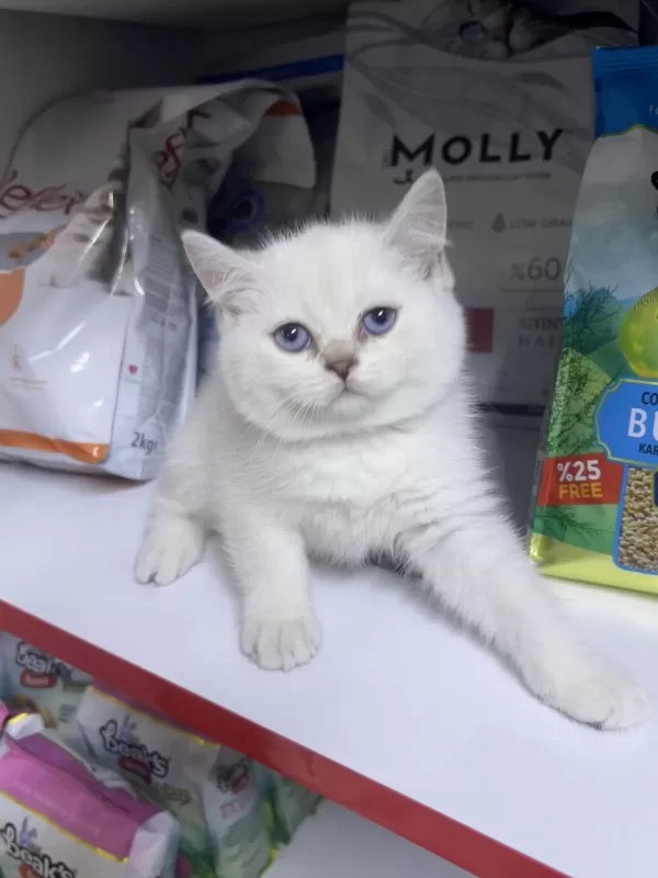 British Shorthair Ayıcık Kardeşler Silver Point