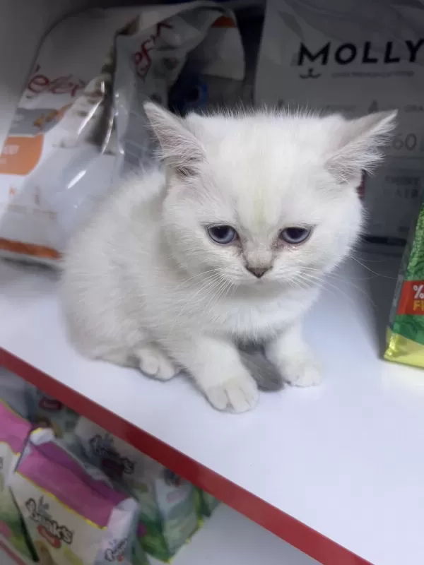 British Shorthair Ayıcık Kardeşler Silver Point