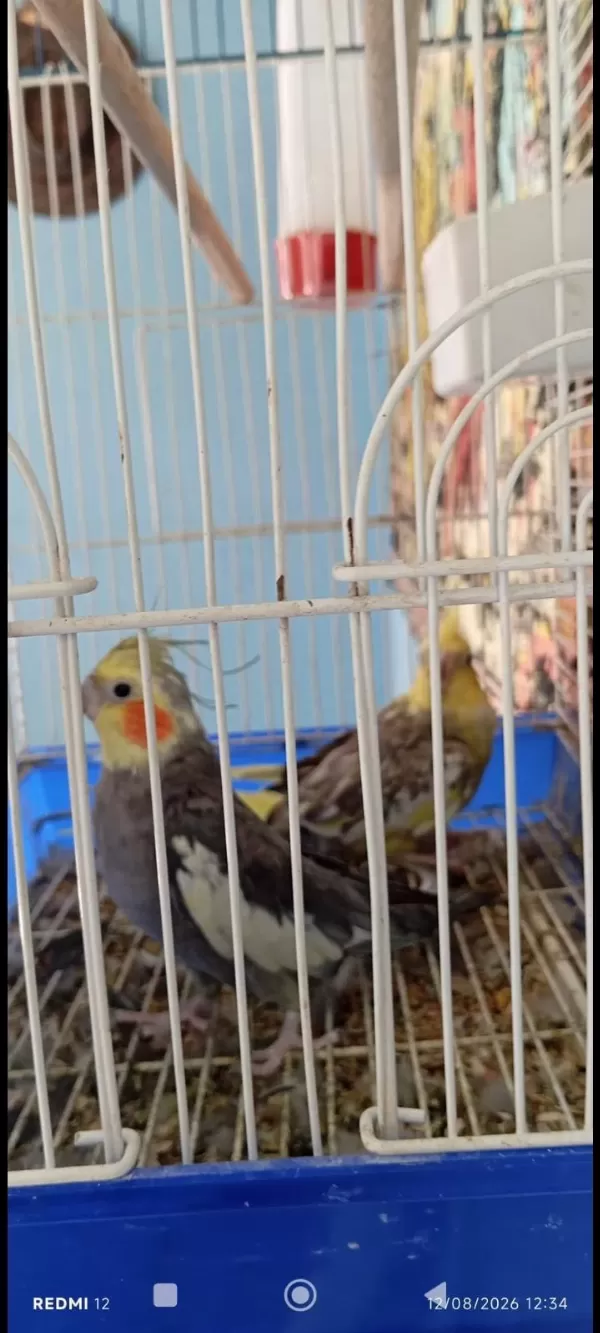 Ele Alışkın Sultan Papağanları