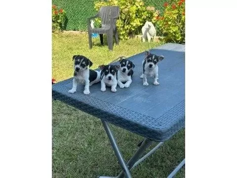 0 Numara Teacup Chihuahua Bebekler