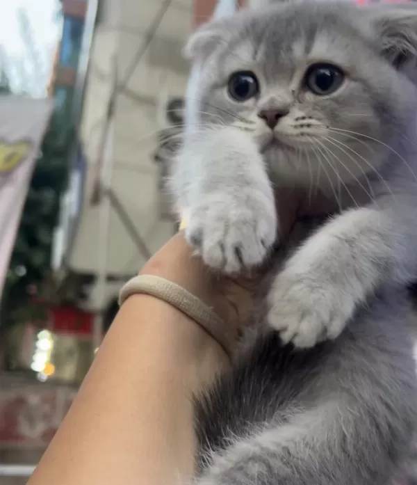 Scottish Fold Dişi Blue Golden