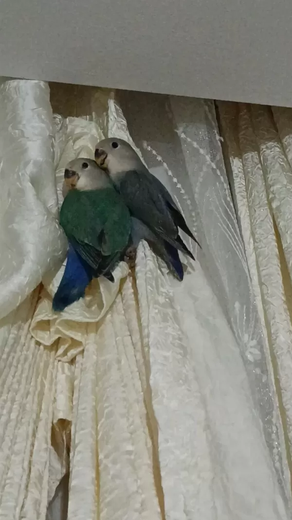 Yavru Sevda Papağanı