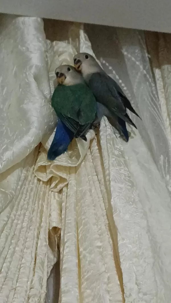 Yavru Sevda Papağanı